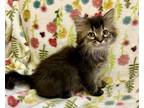 Adopt kitten 2 a All Black Domestic Longhair / Domestic Shorthair / Mixed cat in