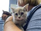Adopt kitten 3 a Gray or Blue Domestic Longhair / Domestic Shorthair / Mixed cat