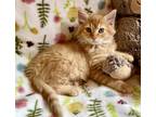 Adopt kitten 1 a Orange or Red Domestic Longhair / Domestic Shorthair / Mixed