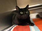 Adopt Skittles a All Black Domestic Shorthair / Domestic Shorthair / Mixed cat