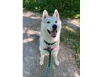 Adopt Clyde - Kitchener a White Mixed Breed (Large) / Mixed dog in Kitchener