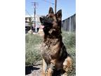 Adopt Zion* a German Shepherd Dog / Mixed dog in Pomona, CA (35045915)