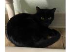 Adopt LEA a All Black Domestic Shorthair / Mixed (short coat) cat in