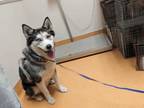 Adopt LOLLY a Black - with White Husky / Mixed dog in Martinez, CA (35045100)