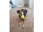 Adopt Vin a Black - with Tan, Yellow or Fawn German Shepherd Dog / Rottweiler /