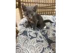 Adopt Kitten 1 a Gray or Blue (Mostly) Exotic / Mixed (medium coat) cat in
