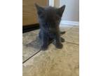 Adopt Kitten 2 a Gray or Blue Domestic Mediumhair / Mixed (medium coat) cat in