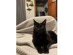 Adopt Winnie a Black (Mostly) American Shorthair / Mixed (short coat) cat in