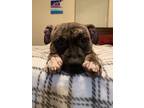 Adopt Skye a Brindle - with White American Pit Bull Terrier / Mixed dog in St