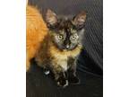 Adopt Tommy a Calico or Dilute Calico Calico / Mixed (long coat) cat in