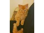 Adopt Sweetpea a Tan or Fawn Tabby Calico / Mixed (long coat) cat in Auburndale