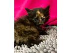 Adopt Fluffy a Tortoiseshell Domestic Mediumhair (medium coat) cat in Decatur