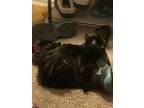 Adopt Obi a All Black Domestic Longhair / Mixed (long coat) cat in Tolleson
