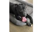 Adopt Shango a Black - with White American Staffordshire Terrier / Bull Terrier