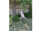 Adopt Leto a White Husky / Husky / Mixed dog in Guymon, OK (35008152)