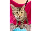 Adopt Alabama a Gray, Blue or Silver Tabby Domestic Shorthair (short coat) cat