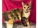 Adopt Judy a Calico or Dilute Calico Domestic Shorthair (short coat) cat in
