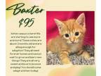 Adopt Baxter a Orange or Red Tabby Domestic Shorthair (short coat) cat in