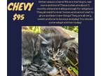 Adopt Chevy a Gray, Blue or Silver Tabby Domestic Shorthair (short coat) cat in