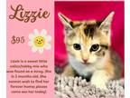 Adopt Lizzie a Calico or Dilute Calico Domestic Shorthair (short coat) cat in