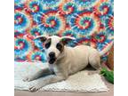 Adopt Goofy a Tricolor (Tan/Brown & Black & White) Pit Bull Terrier / Husky /