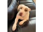 Adopt Cici a White - with Brown or Chocolate Bull Terrier / Mixed dog in