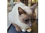 Adopt Barn Cat a White Siamese / Domestic Shorthair / Mixed cat in Walterboro