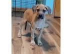 Adopt Rupert a Tan/Yellow/Fawn Boxer / Mixed dog in Grinnell, IA (35042518)