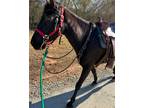 Tennessee Walker Project Mare