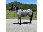 Registered Rocky Mountain Horse For Sale