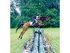 Talented OTTB lots of scope and suspension
