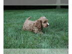 Cockapoo PUPPY FOR SALE ADN-413293 - We have a male cockapoo puppy