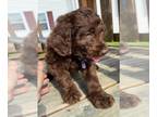 Labradoodle PUPPY FOR SALE ADN-413145 - Male labradoodle