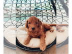 Goldendoodle PUPPY FOR SALE ADN-411589 - Goldendoodles in TN