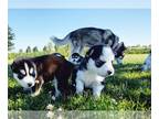 Siberian Husky PUPPY FOR SALE ADN-413283 - Husky Puppies for Rehoming