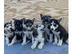 German Shepherd Dog-Siberian Husky Mix PUPPY FOR SALE ADN-413284 - Huskys German