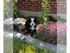 Bernese Mountain Dog PUPPY FOR SALE ADN-413308 - Bernese Mountain Dog Puppies