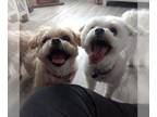 Shih Tzu Mix DOG FOR ADOPTION RGADN-1009415 - Nettie & Celie ~Bonded Pair - Shih