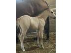 Gorgeous Reining bred stud colt for sale