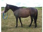 Athletic well trained TB mare