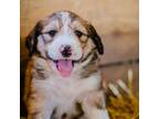 Great Pyrenees Puppy for sale in Portland, IN, USA