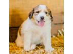 Great Pyrenees Puppy for sale in Portland, IN, USA