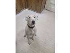 Adopt Bugsy a White Bull Terrier / Mixed dog in Atlanta, GA (35046081)