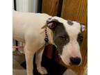 Adopt Gracie a White - with Tan, Yellow or Fawn Bull Terrier / Weimaraner /