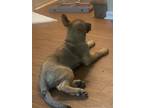 Adopt Meka a Brown/Chocolate - with White German Shepherd Dog / Terrier (Unknown