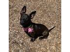 Adopt Lola a Brown/Chocolate - with Black Bull Terrier / Mixed dog in Rohnert