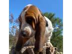 Basset Hound Puppy for sale in Scottsbluff, NE, USA