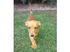 Adopt Shilo a Dachshund dog in Windsor, CO (35060202)