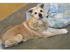 Adopt MUFASA a German Shepherd Dog / Mixed dog in Tustin, CA (35059986)