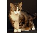 Adopt Trixie a Tiger Striped Domestic Shorthair (short coat) cat in Newland